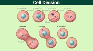 Cell Division Mitosis Meiosis And Different Phases Of Cell