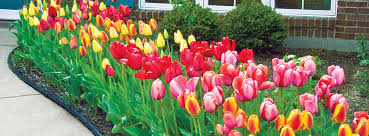 Naturalizing Landscaping With Bulbs