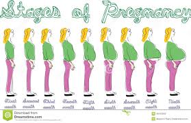 Stages Of Pregnancy Stock Illustration Illustration Of