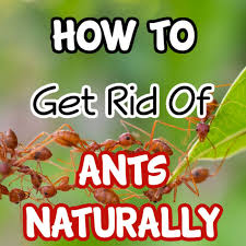 how you can get rid of ants naturally