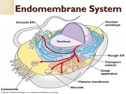 Endomembrane System Flow Chart 22 The Endomembrane The