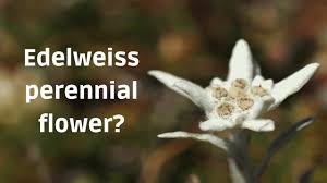 is the edelweiss flower a perennial
