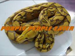 A Z Reticulated Python Morphs Youtube