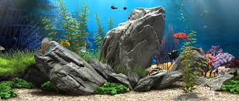 freshwater aquarium hd wallpaper