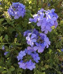 Maybe you would like to learn more about one of these? Plumbago Blue Florida Nursery Mart