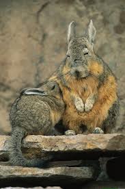 A herbivorous viscacha and her baby. A Herbivorous Viscacha Nurses Her Baby By Joel Sartore Animals Cute Animals Animals Wild