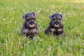 the miniature schnauzer puppies