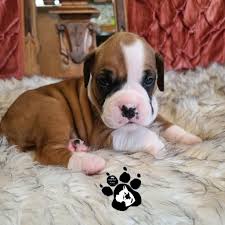 I was mentored by two legends in the canine industry, leon and shan shiver of the montgomery kennel club. Available Boxer Puppies Hard Run Acres