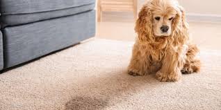 how fast does dog soak into carpet