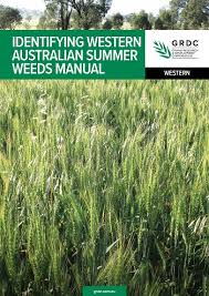 Identifying Western Australian Summer Weeds Manual Grdc