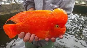 See full list on aquariumsource.com 1 Red Mammon Parrot Fish Import Baby Size2 5 In Live Freswater Fish Flowerhorn