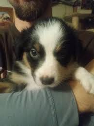 Find your new companion at nextdaypets.com. 5 Border Aussie Puppies For Sale In Mcminnville Oregon Classified Americanlisted Com