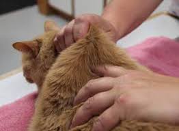 Insulin Administration In Cats Veterinary Partner Vin