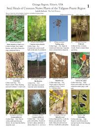A big part of our mission to grow the appreciation of native plants is going to see how awesome they are many trees will be leafing out soon and the dash for these early flowers to soak up the sun will come. Seed Heads Of Common Native Plants Of The Tallgrass Prairie Region