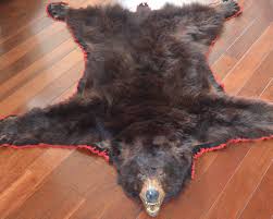 authentic vine black bear skin rug