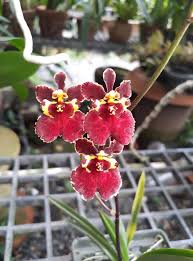 tolumnia jairak rainbow orchid plant