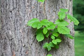 how to clean poison ivy off surfaces