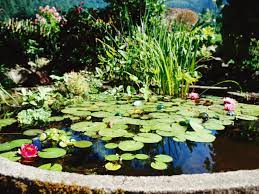 discover the joys of pond gardening
