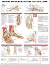 Anatomy And Injuries Of The Foot And Ankle Anatomical