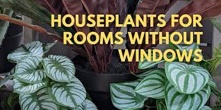 grow in rooms without windows