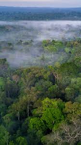 10 interesting facts about amazon forest