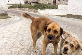 friendly dogs n newport rhode island