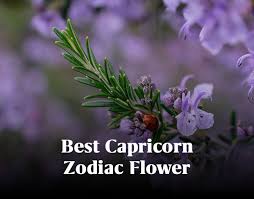 capricorn zodiac flowers mysticsense