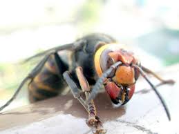 giant anese hornets the coldblooded