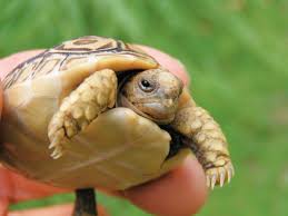 Leopard Tortoise Care And Breeding Tips