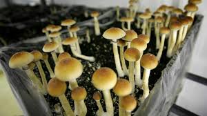 Denver Decriminalizes Magic Mushrooms What Happens Next