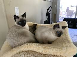 applehead siamese cats and kittens