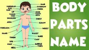 From head to toe, the external body has so many parts and every language has a set of names to describe them. 7 Week Days Name In English Hindi Marathi Tamil Telugu à¤¦ à¤¨ à¤• à¤¨ à¤®