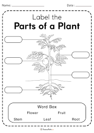 parts of a plant worksheets free