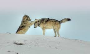 Wolf Ecology And Behavior Western Wildlife Outreach