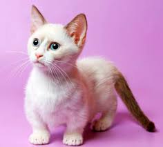 munchkin cat cat dachshund cat