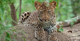 leopard pictures az s