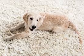 dog ate your carpet what to do now