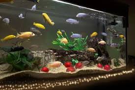 fish tank decoration ideas using