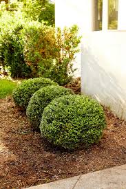 shrubs to use as hedging plants