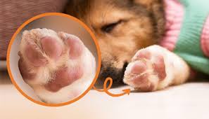 why are my dog s paws pink pawsafe