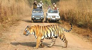 From dhangadi gate to dhikala forest lodge itself is a life of adventure. Rajaji Tiger Reserve Wildlife Safari Ghummighummi