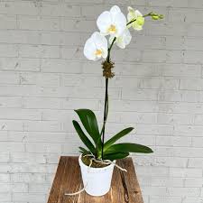 orchids tipton hurst