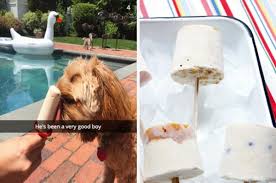 Cold treats for your summer dog. 13 Frozen Treats To Make For Your Doggo All Summer Long