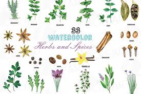 Herbs And Spices Clip Art Pack Watercolor Herbs And Spices Chart Kitchen Herbs Food Print Png Jpg Svg Vector Illustrator Corel Files