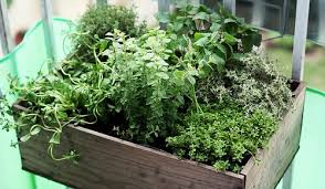 Balcony Herb Garden India Gardening