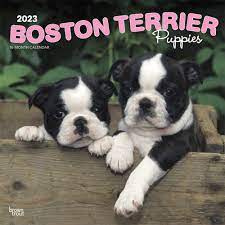 boston terrier puppies 2023 calendar