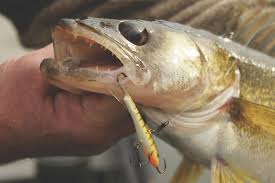 make it snappy for walleyes game fish