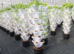 hydroponic vertical farming