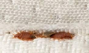 How To Prevent A Bed Bug Infestation