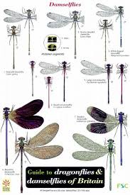 Id Chart Dragonflies And Damselflies